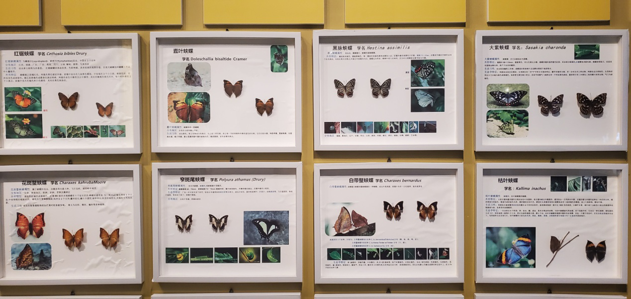 6 鳳凰臺植物公園蝴蝶展館里各種珍稀蝴蝶標(biāo)本展示.png